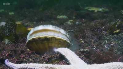Scallops are
surprisingly mobile, - Wild Isles