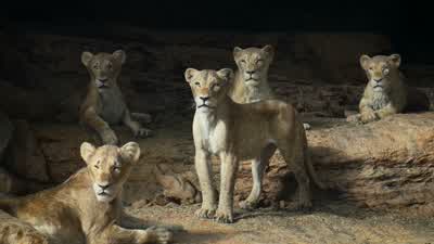 We have to do something, Sarabi. - The Lion King