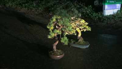 Scarlet: I pulled in and
immediately walked up to the trees, - Trees and Other Entanglements