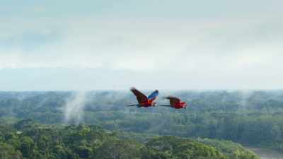 Scarlet macaws travel over 50 miles
to visit them. - Seven Worlds, One Planet