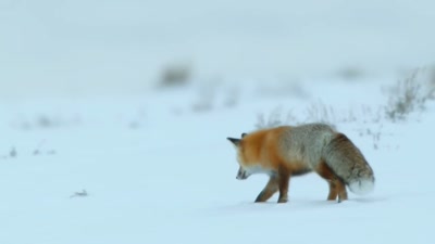 'Scientists believe red foxes
have a sixth sense - A Year on Planet Earth