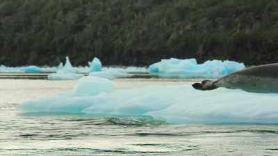 Scientists believe
that during the breeding season, - Our Great National Parks