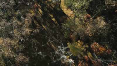 Scientists call it
the mycorrhizal network. - The Green Planet