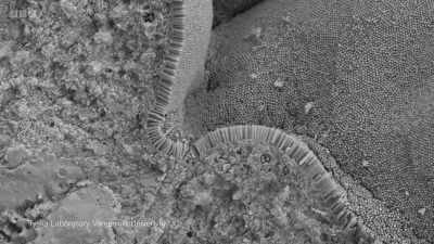 Scientists have calculated that,
because of the microvilli, - Secrets of Size: Atoms to Supergalaxies