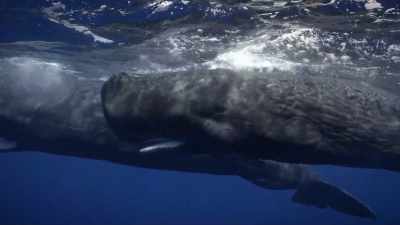 "Scientists have tracked whales
quibbling for an hour or two" - Secrets of the Whales