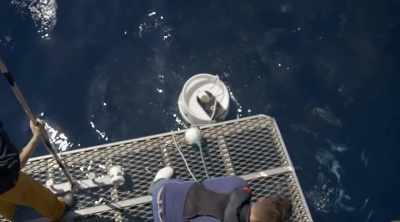 Scientists in Australia hope to
prevent shark attacks altogether. - Shark Attack Files