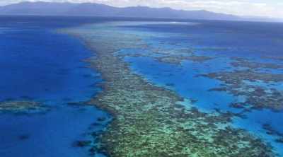 Scientists in far North
Australia have made a - Shark Attack Files