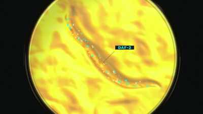 Scientists had knocked out a gene
called DAF-Two that regulates insulin, - Explained