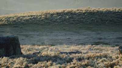 Scientists had not
yet discovered - Epic Yellowstone