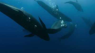 Scientists studying
this annual encounter, - Blue Planet II