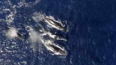 "Scientists used aircraft
to count as many as 30,000 humpbacks" - Secrets of the Whales