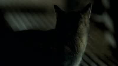 Scofield: Come on, kitty. - Prison Break