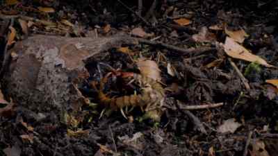 Scolapendra uses all its strength - Micro Monsters with David Attenborough