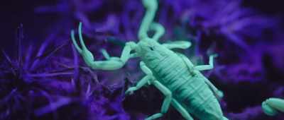 Scorpions have barely changed
in 400 million years. - Alien Worlds