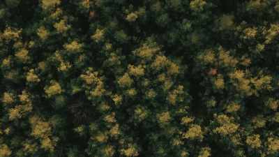 SCOTT JENKINS: There's
just not pine trees - The Cabin Chronicles