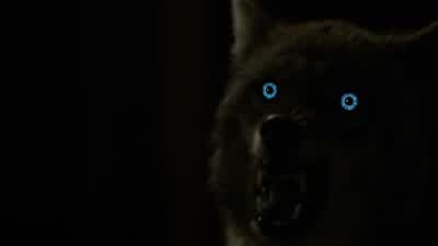 Scott, you're the Alpha. - Teen Wolf