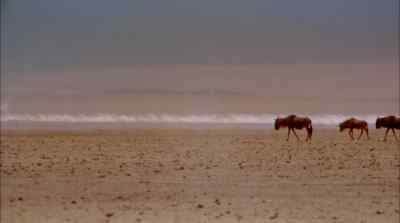 Scoured by fire and wind - Africa: The Serengeti