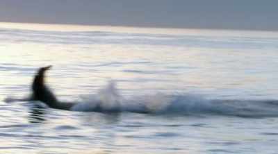 (screaming) - Shark Attack Files