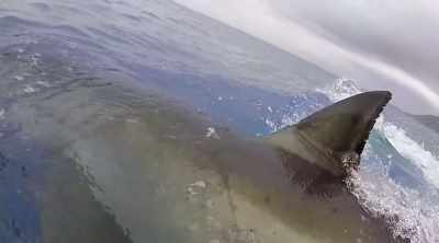 (screams) - Shark Attack Files