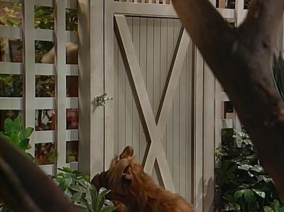            [screams] - ALF