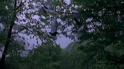 (SCREAMS) - Midsomer Murders