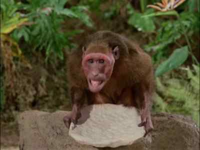 [SCREECHES] - Gilligan's Island