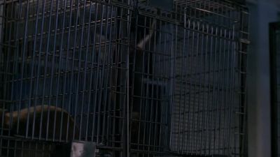 (screeching continues) - The X-Files