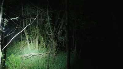 [screeching] - Expedition Bigfoot