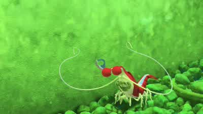 Look Scum angel - Finding Nemo