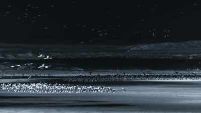 Sea birds come here to roost
in their thousands. - Planet Earth III