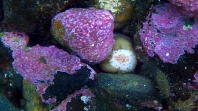 Sea cucumbers, - Blue Planet II