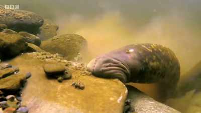 Sea lampreys. - Wales: Land of the Wild