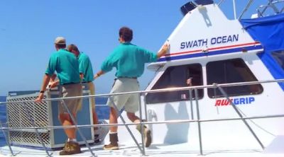 [SEA LION WAILING] - Baywatch