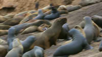 (SEA LIONS BARK) - Seven Worlds, One Planet