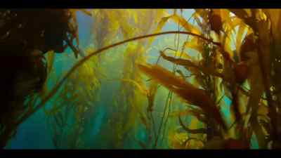 Sea lions soar through the branches. - Our Oceans