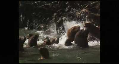 Sea lions would approach
the cages to feed. - Wild Life