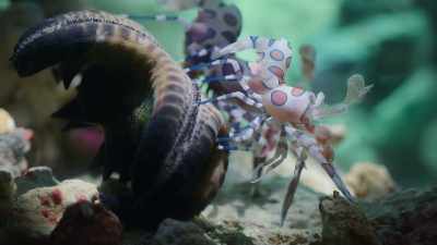 Sea star finally flipped. - Super/Natural