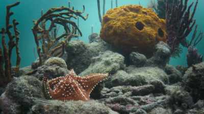 Sea stars are sponge predators, - Super/Natural