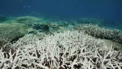 Sea temperatures are rising,
damaging entire ecosystems. - Our Great National Parks