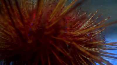 - Sea urchins are found
all over the planet, - Kings of Pain