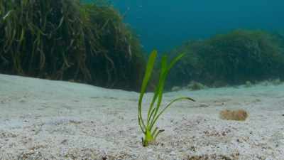 Seagrass could be a valuable ally - The Green Planet