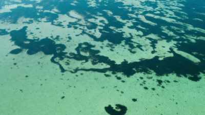 Seagrass is important globally
because it collects carbon - Wild Isles