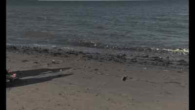 [ Seagull Squawking ] - Clean, Shaven