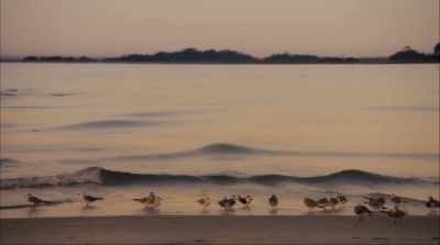[seagulls squawking] - The Beach House