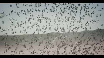 [SEAGULLS SQUAWKING] - Origin