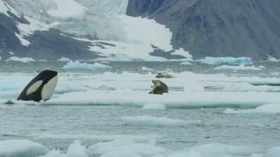SEAL GROWLS - Frozen Planet II
