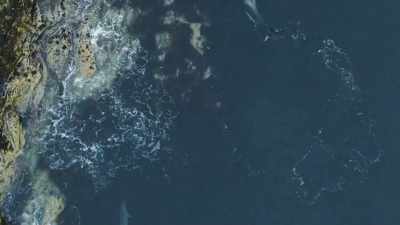 Seal-hunting orca know exactly
how to exploit time and tide - Wild Ways of the Vikings