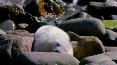 Seal pups are born with fluffy white
coats that keep them warm. - Wales: Land of the Wild