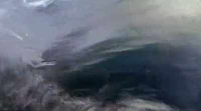 (seal squeals) - Shark Attack Files