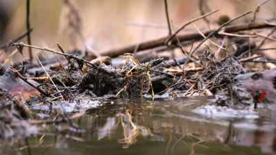 Sealed with trusty dredged mud. - The Secret Lives of Animals